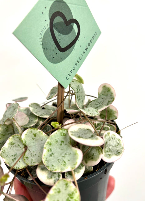 Ceropegia Woodii Variegata / String of Hearts