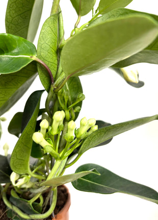 Stephanotis floribunda