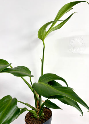 Monstera Burle Marx Flame