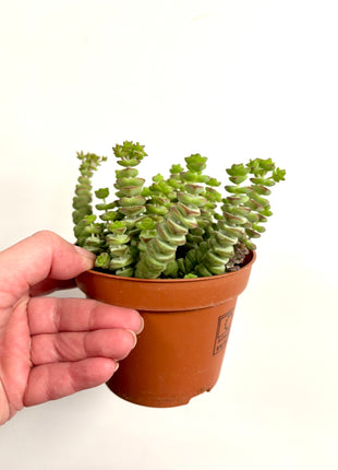 Crass Marnieriana Hottentot