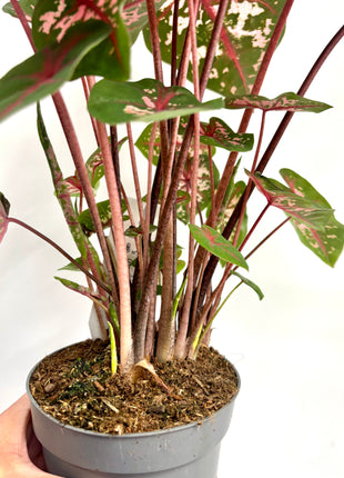 Caladium Carolyn Whorton