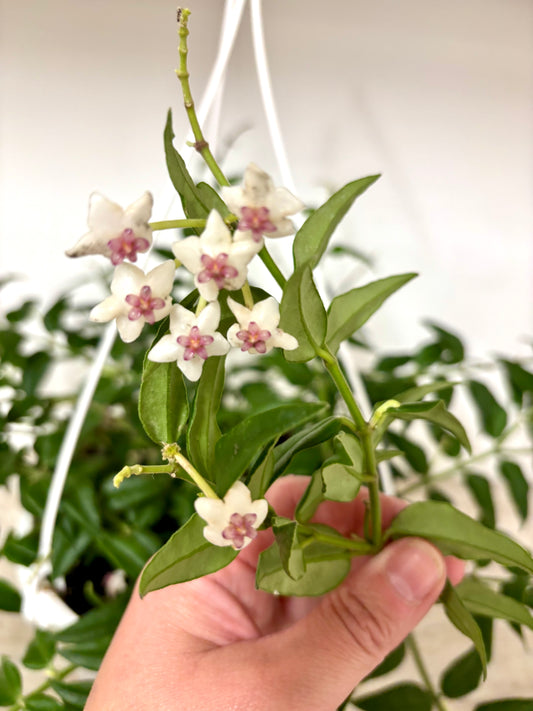 Hoya Bella
