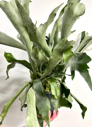 Platycerum Bifurcatum / Stag horn fern