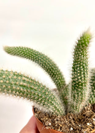 Hildewintera Colademonis/Monkey Tail Cactus
