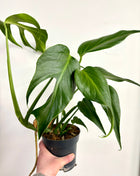 Monstera Burle Marx Flame