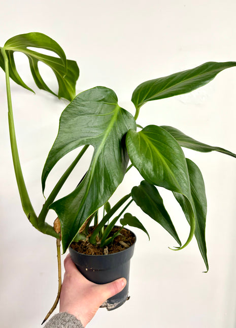 Monstera Burle Marx Flame