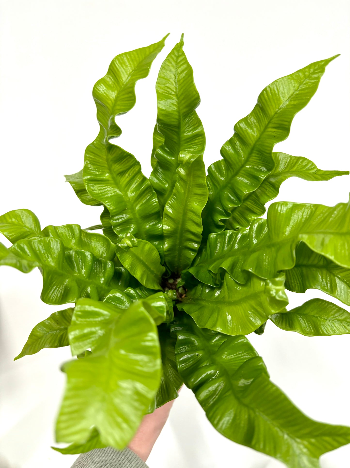 Asplenium Crispy Wave