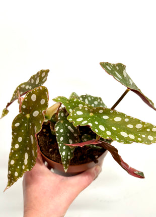 Begonia Maculata Silverspot