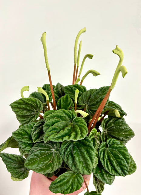 Peperomia Lilian