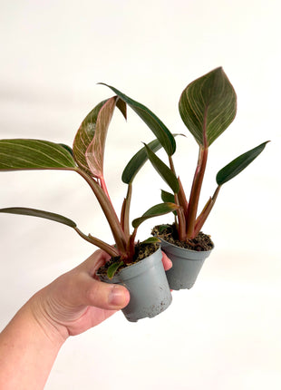 Philodendron Pink Bikini