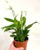 Spathiphyllum/ Peace Lily
