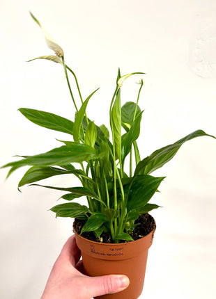 Spathiphyllum/ Peace Lily
