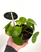 Pilea Peperomioides