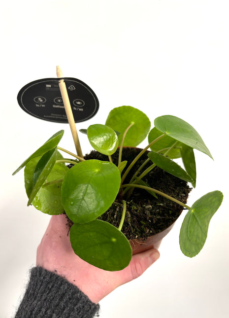 Pilea Peperomioides