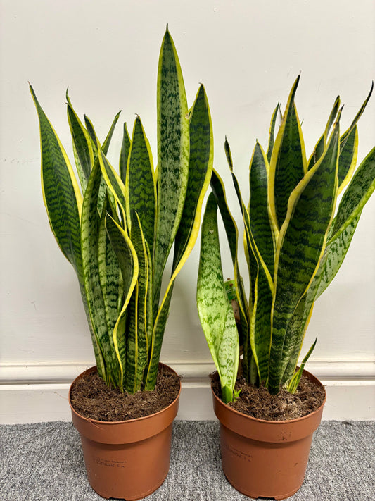 Sansevieria Laurentii