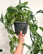 Monstera Adansonii