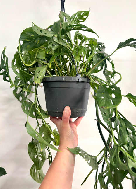 Monstera Adansonii