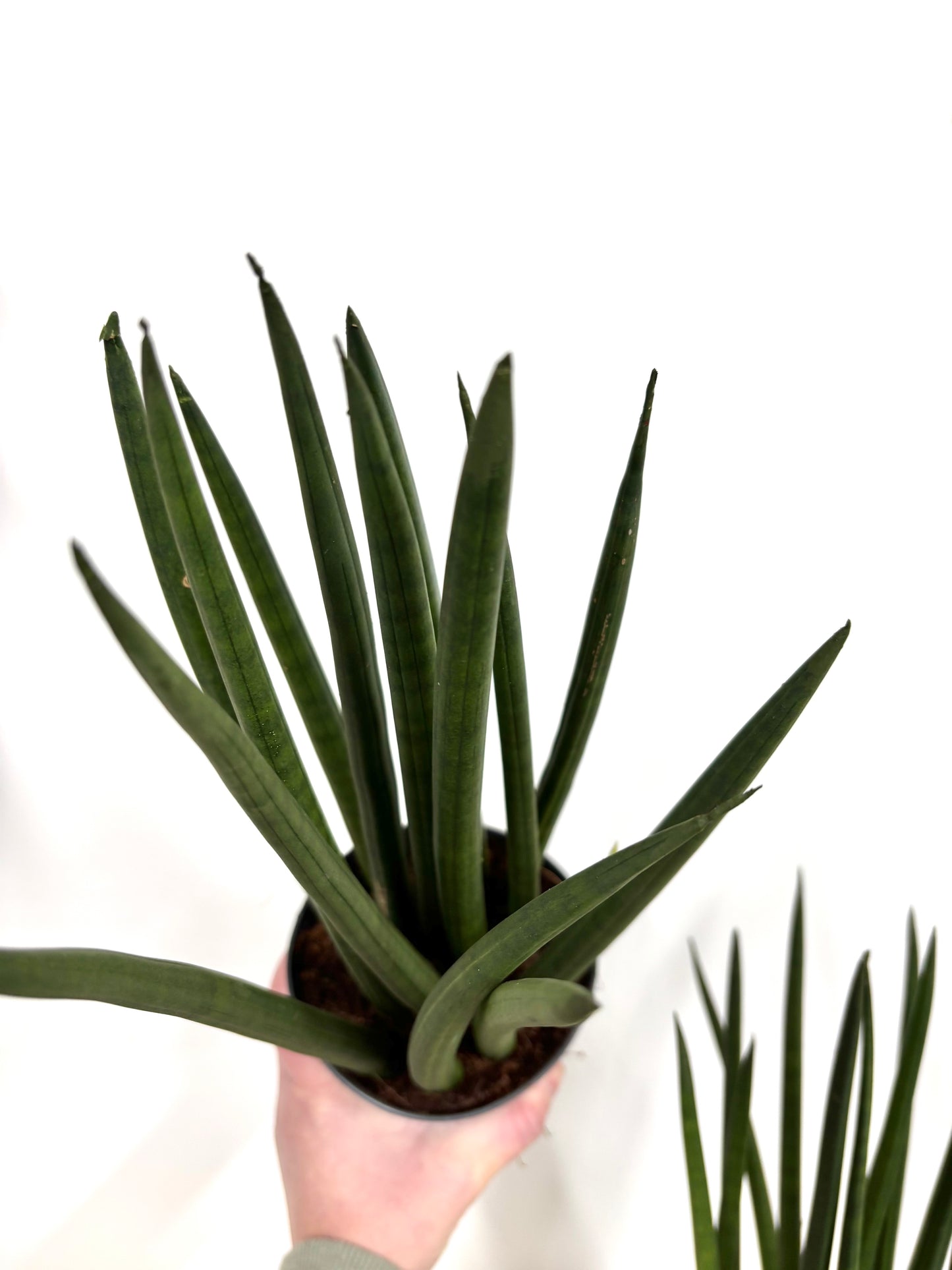 Sansevieria Mikado