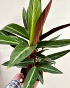 Calathea Stripestar