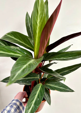 Calathea Stripestar