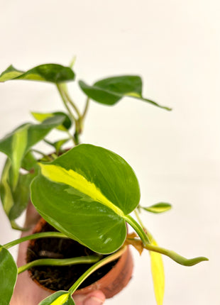 Philodendron Scandens Brasil