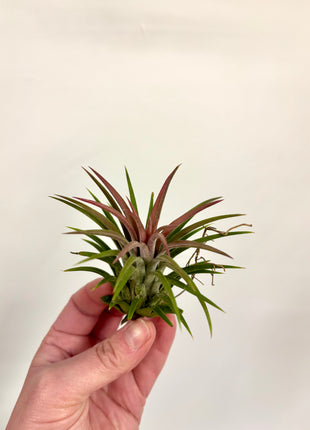 Air plants