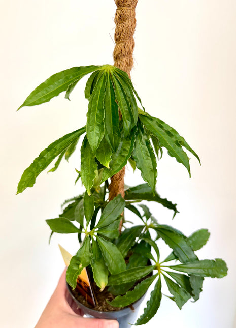 Anthurium Polyschistum