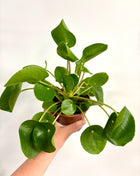 Pilea Peperomioides