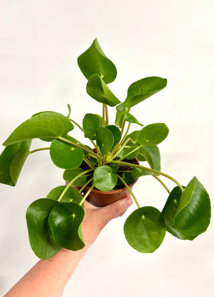 Pilea Peperomioides