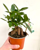 Ficus Mi Retina