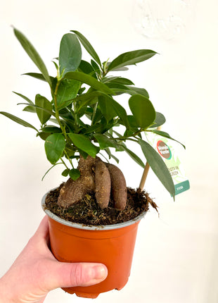 Ficus Mi Retina