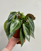 Peperomia Sarcophylla