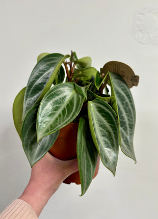 Peperomia Sarcophylla