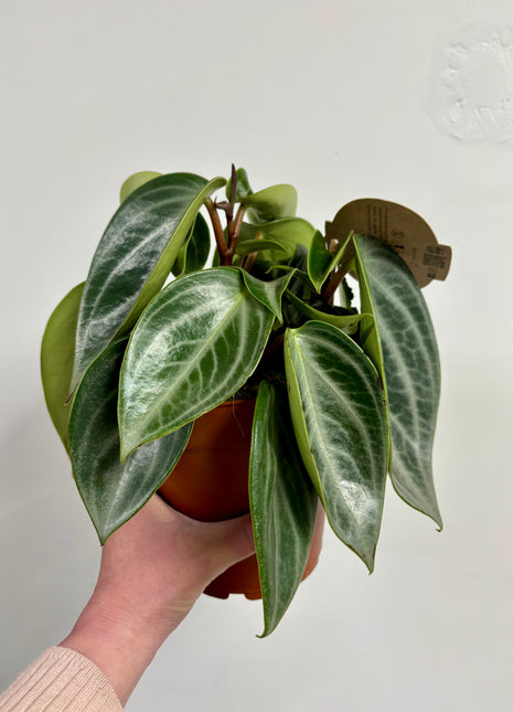 Peperomia Sarcophylla
