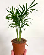 Chamaedorea Elegans