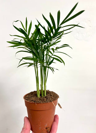 Chamaedorea Elegans