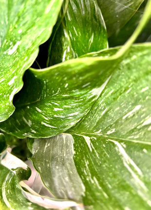 Spathiphyllum/ Peace Lily variegated
