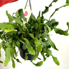 Collection image for: House Plants