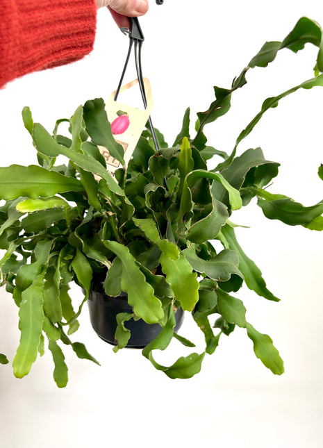 Epiphyllum Guatemalense