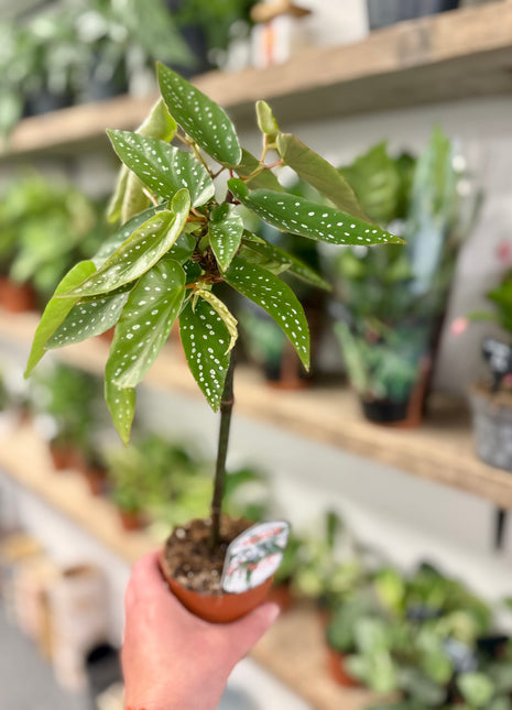 Begonia Tamaya