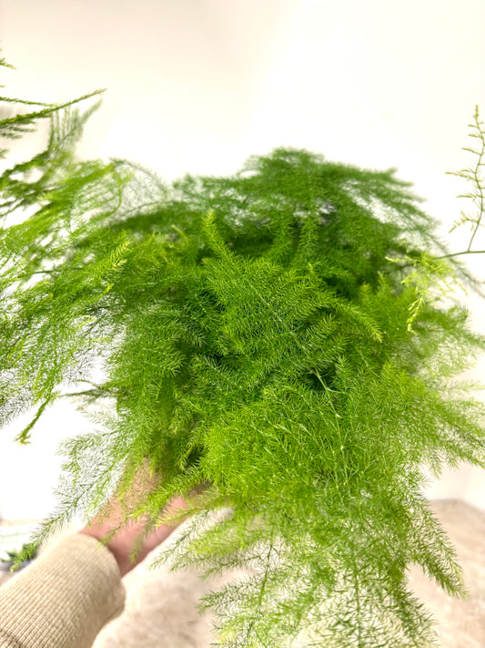 Asparagus Setaceus