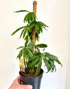 Anthurium Polyschistum