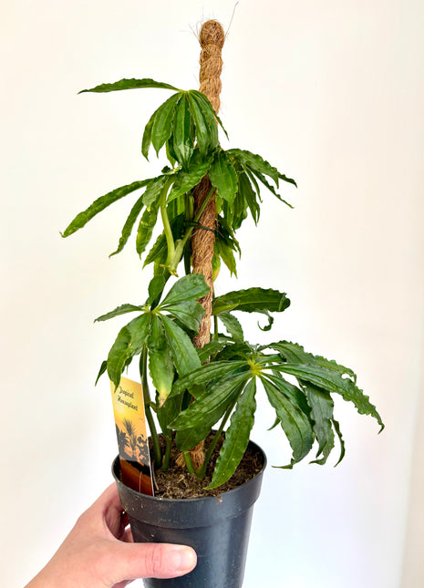 Anthurium Polyschistum