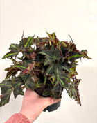 Begonia Rex Lion Dance