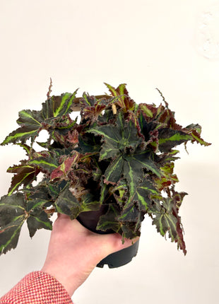 Begonia Rex Lion Dance