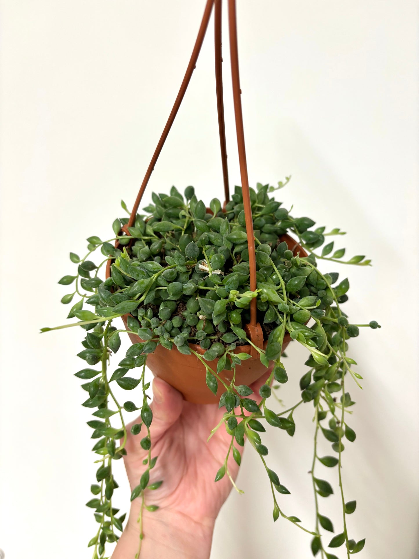 Senecio Herreianus/Tears