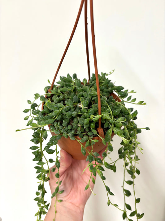 Senecio Herreianus/Tears