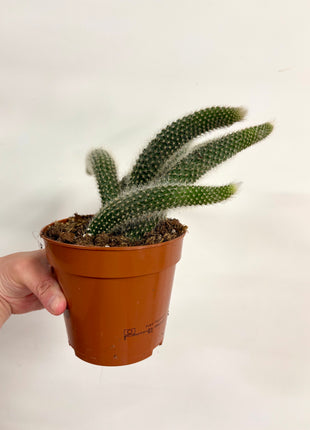 Hildewintera Colademonis/Monkey Tail Cactus