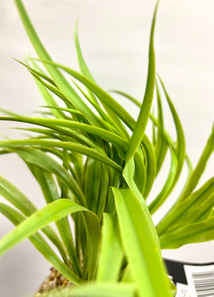 Faux grass with decorative planter