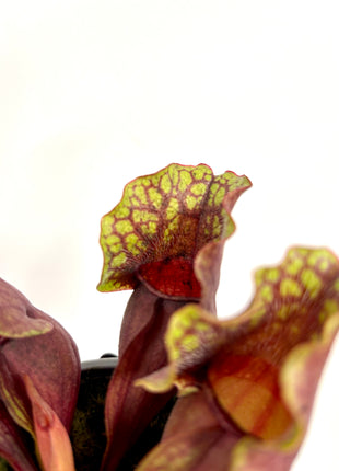 Sarracenia Flytrap - Pitcher plant